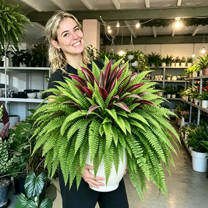 💥Summer Special🔥 48" Large UV-Resistant Artificial Fern & Red Dracaena Decorative Plants – Full, Lush & Fade-Resistant!